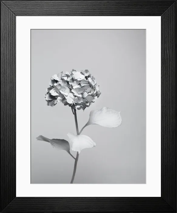 Framed Print : White nature Framed Print : White nature