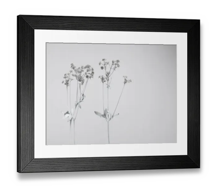 Framed Print : White nature Framed Print : White nature