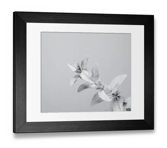 Framed Print : White nature Framed Print : White nature
