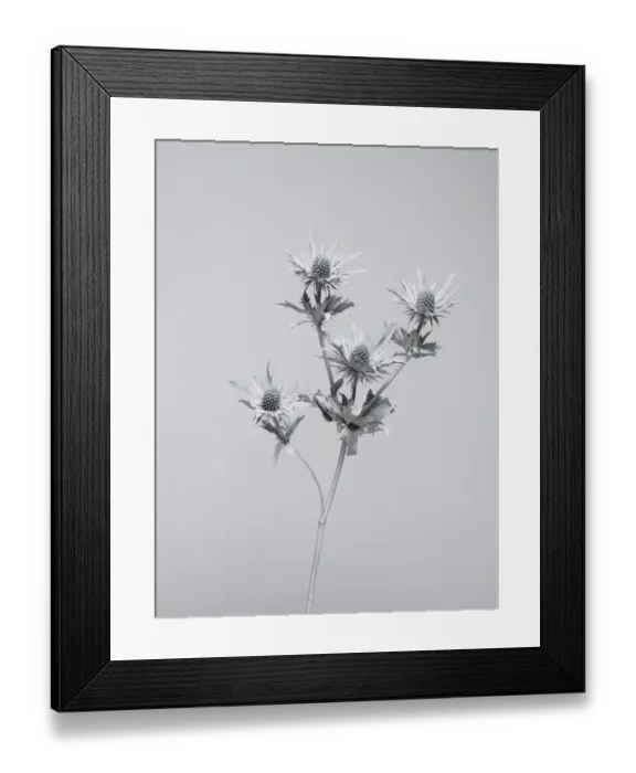 Framed Print : White nature Framed Print : White nature