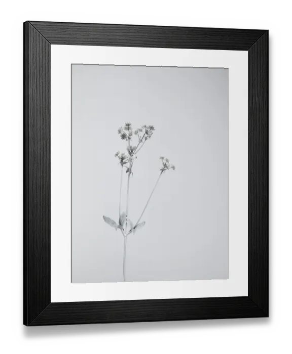 Framed Print : White nature Framed Print : White nature