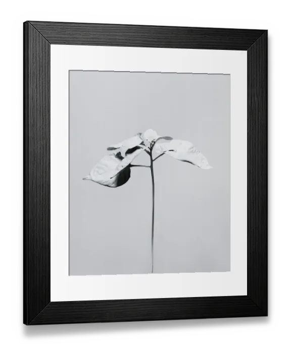 Framed Print : White nature Framed Print : White nature