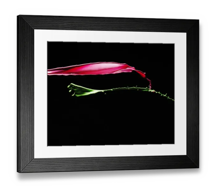 Framed Print : Color splash Framed Print : Color splash