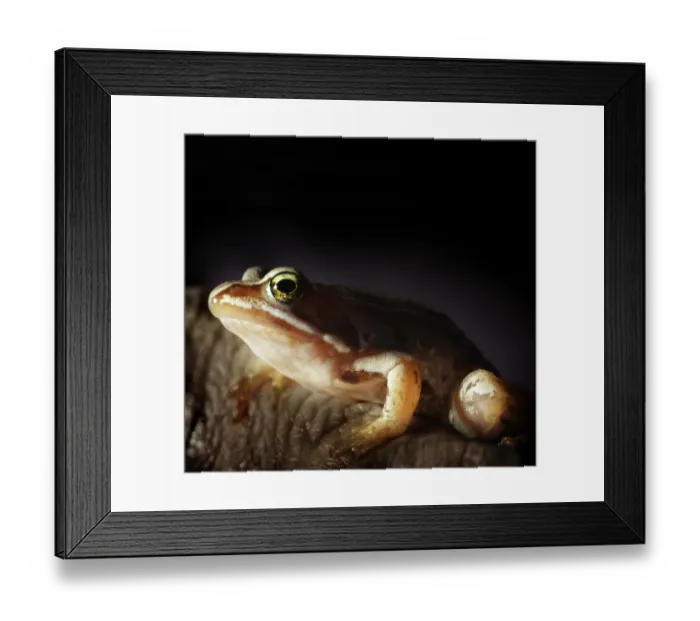 Framed Print : close up of small frog Framed Print : close up of small frog