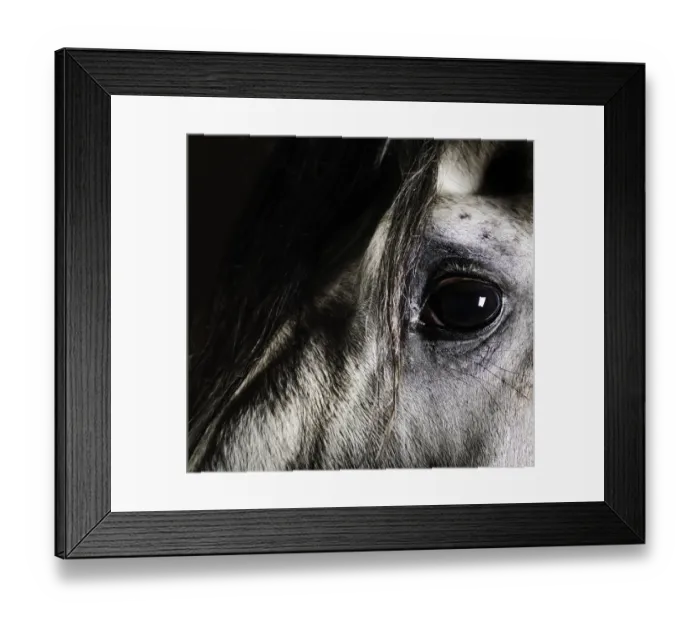 Framed Print : Close up of grey horse eye Framed Print : Close up of grey horse eye