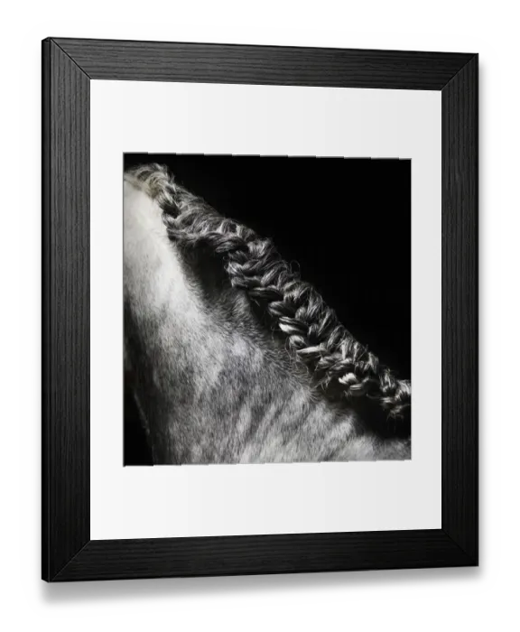 Framed Print : Braided mane of grey horse Framed Print : Braided mane of grey horse