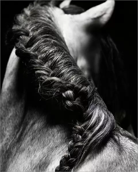 Braided mane of grey horse