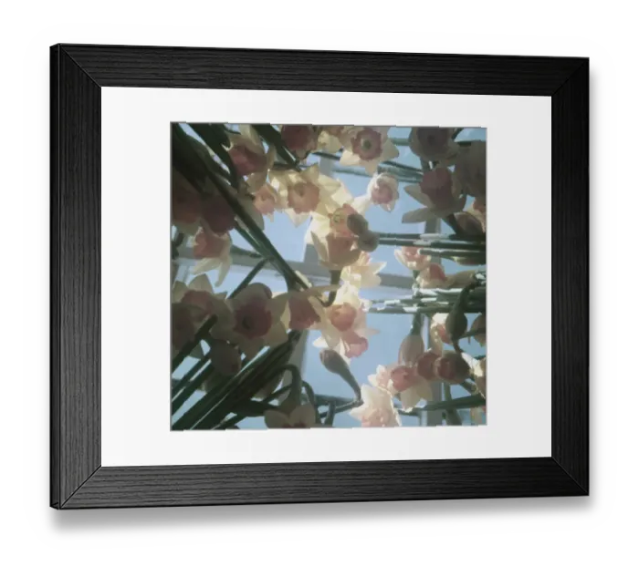 Framed Print : Aldridge Flower Farm Framed Print : Aldridge Flower Farm
