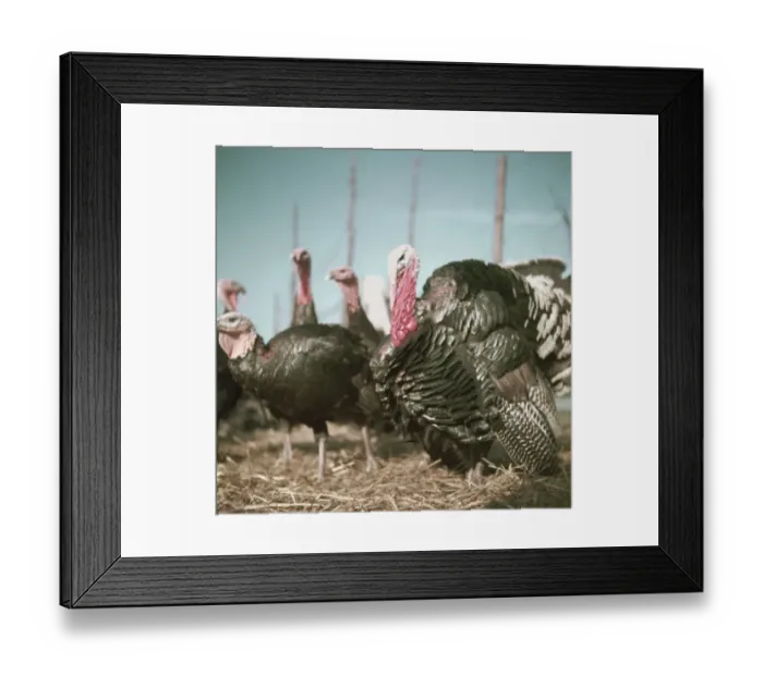 Framed Print : Christmas Turkeys Framed Print : Christmas Turkeys