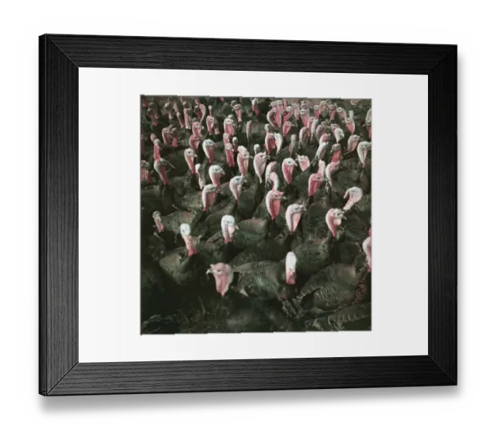 Framed Print : Christmas Turkeys Framed Print : Christmas Turkeys