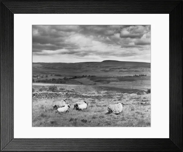 Framed Print : Long-Woolled Sheep Framed Print : Long-Woolled Sheep
