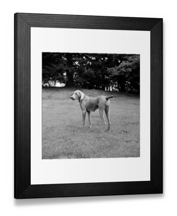 Framed Print : Weimaraner Bitch