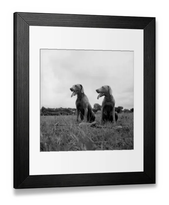 Framed Print : Hunting Dogs Framed Print : Hunting Dogs