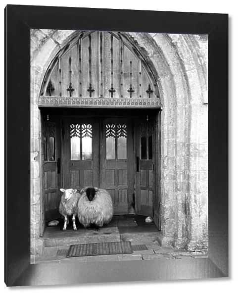 Church Sheep