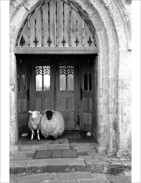 Church Sheep