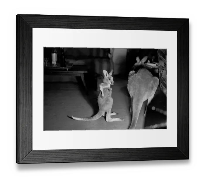 Framed Print : Kangaroos Living in Lincoln Framed Print : Kangaroos Living in Lincoln