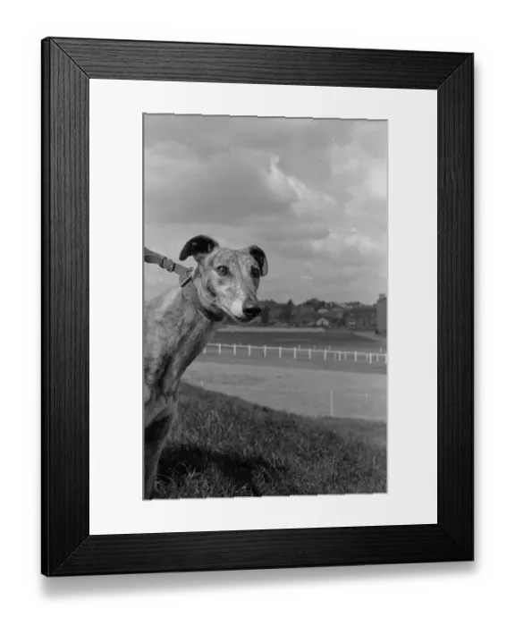 Framed Print : Record Dog Framed Print : Record Dog