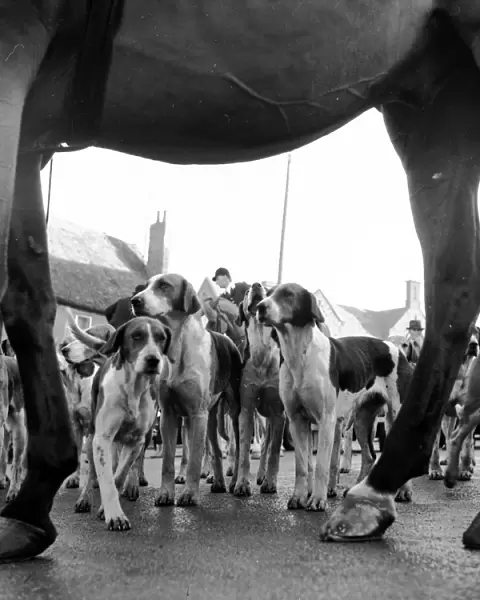 Hounds And Horse