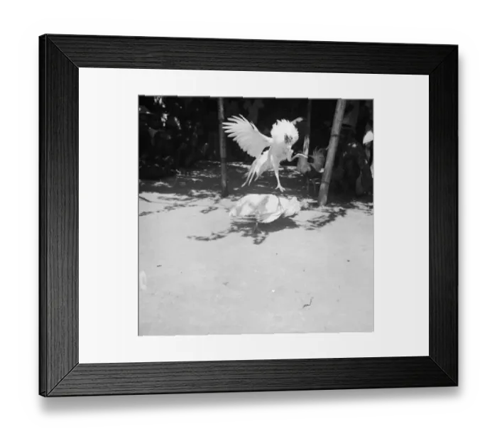 Framed Print : Cockfighting Framed Print : Cockfighting