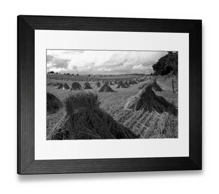 Framed Print : Haystacks. 4th September 1948: Stooks of wheat stand drying in a field at Stockbridge