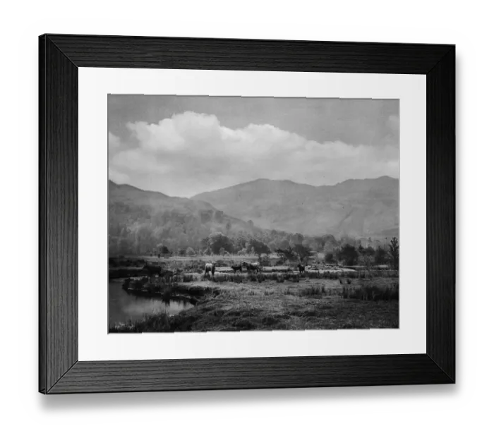 Framed Print : Cattle Grazing