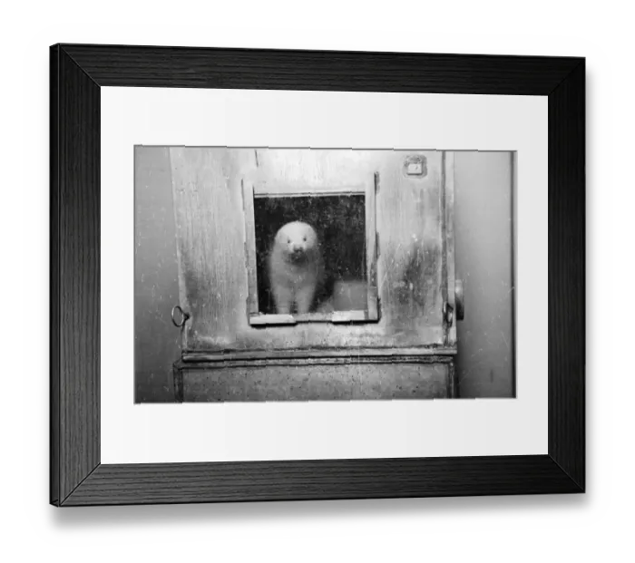 Framed Print : Ferret. 2nd February 1946: A ferret in a laboratory during experiments Framed Print : Ferret. 2nd February 1946: A ferret in a laboratory during experiments