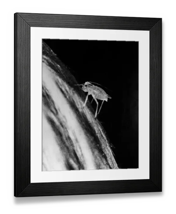 Framed Print : Close-Up Aphis Framed Print : Close-Up Aphis