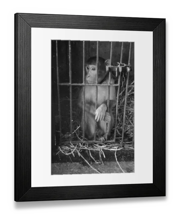 Framed Print : Caged Monkey Framed Print : Caged Monkey