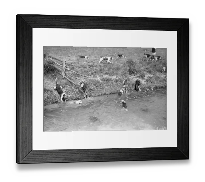 Framed Print : Hounds Hunting Framed Print : Hounds Hunting