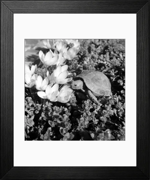 Framed Print : Spring Crocuses Framed Print : Spring Crocuses