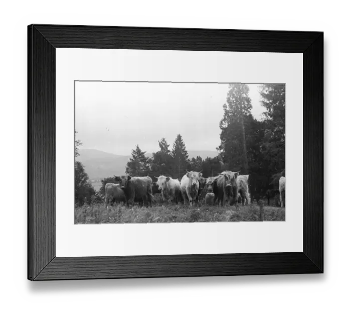 Framed Print : Highland Cattle Framed Print : Highland Cattle