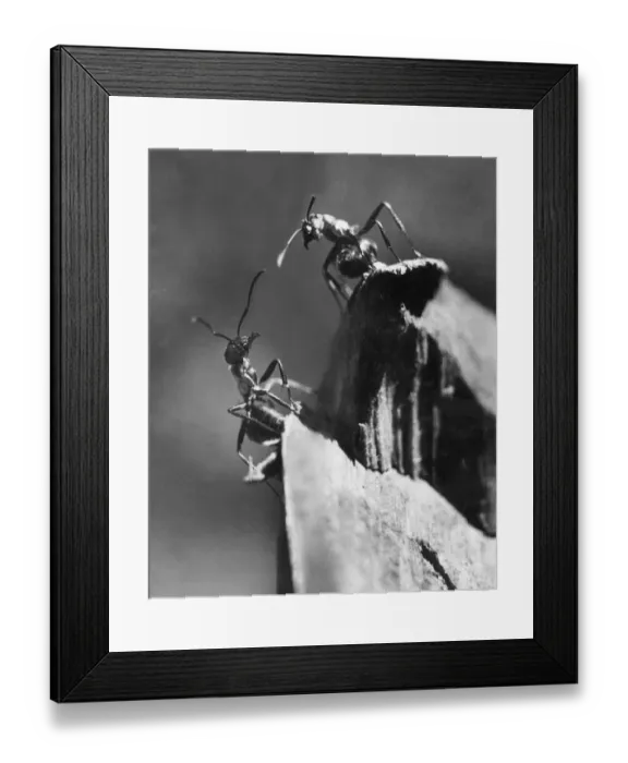Framed Print : Two Ants. 5th May 1948: A worker ant encountering an ant Framed Print : Two Ants. 5th May 1948: A worker ant encountering an ant
