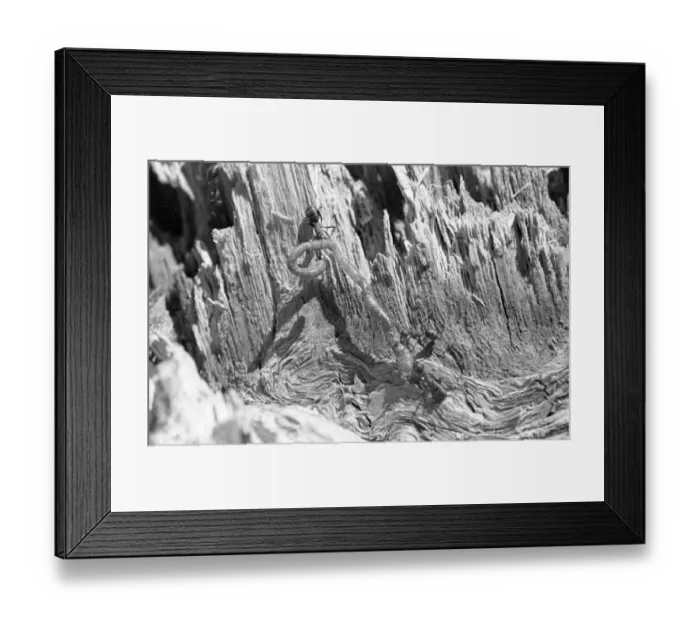 Framed Print : Ant Food. 5th May 1948: Three ants dragging a worm they have killed back Framed Print : Ant Food. 5th May 1948: Three ants dragging a worm they have killed back