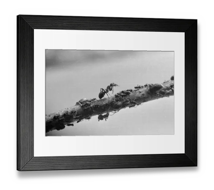 Framed Print : Milking Greenfly Framed Print : Milking Greenfly