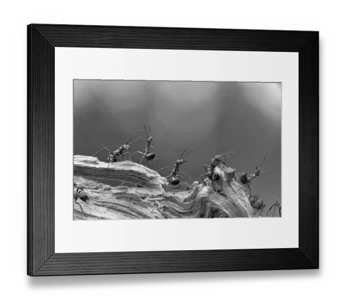 Framed Print : Ant Expedition Framed Print : Ant Expedition
