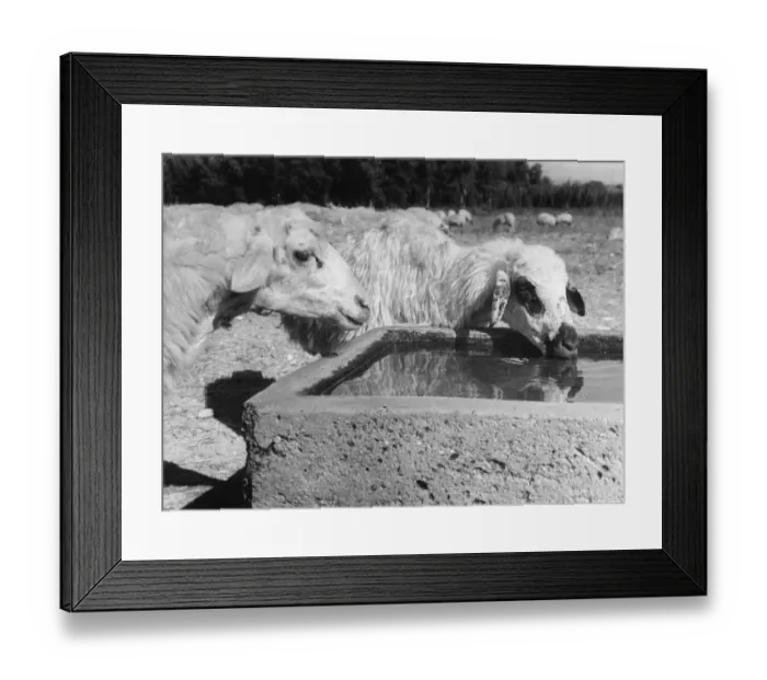 Framed Print : Cypriot Livestock Framed Print : Cypriot Livestock