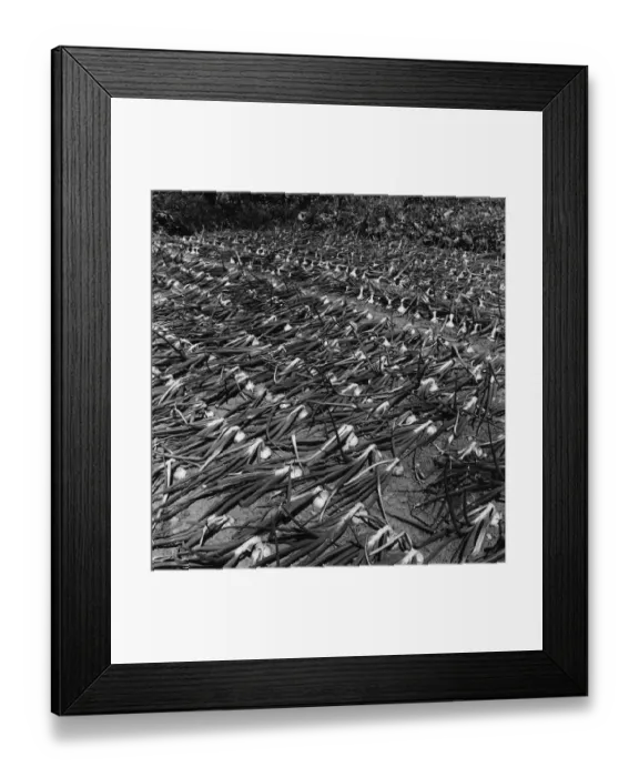 Framed Print : Onion Harvest Framed Print : Onion Harvest