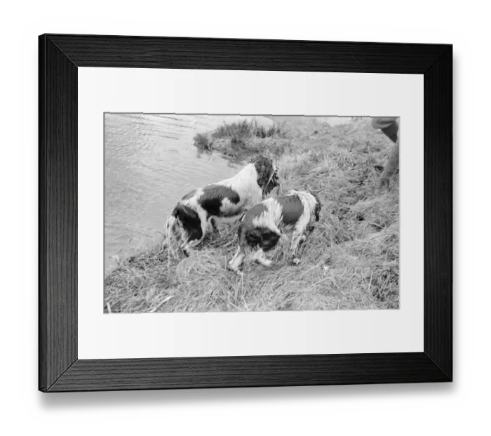 Framed Print : Two Wet Dogs Framed Print : Two Wet Dogs