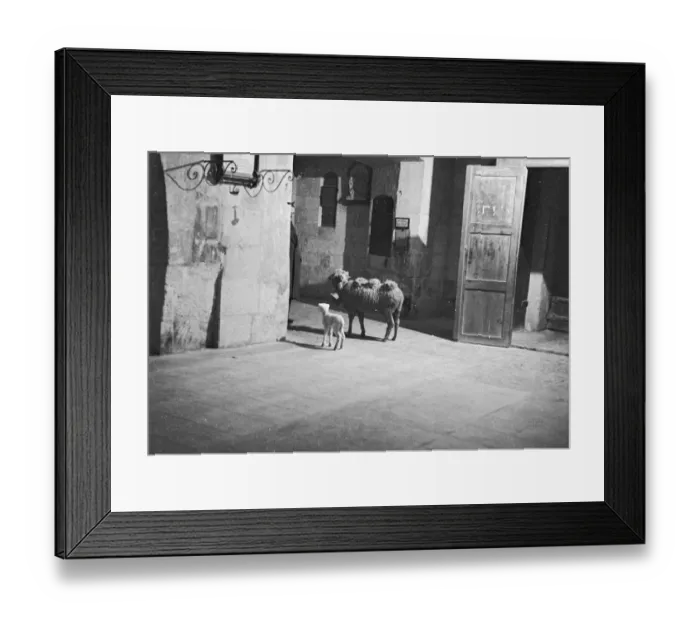 Framed Print : Ram And Lamb Framed Print : Ram And Lamb