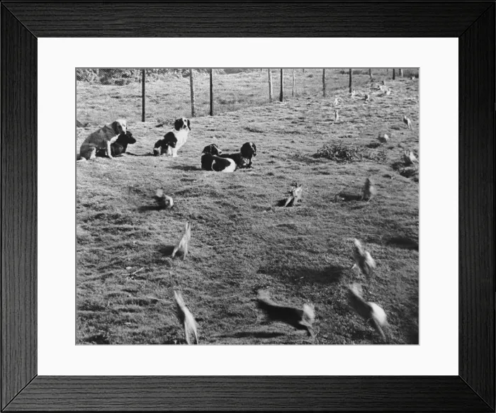 Framed Print : Well Trained Gun Dogs Framed Print : Well Trained Gun Dogs