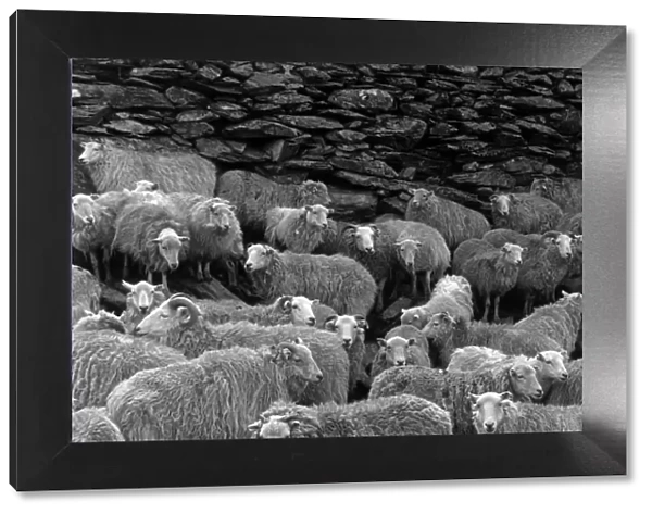 Snowdonia Sheep