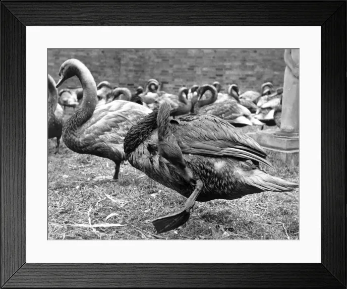 Framed Print : Swans Cleaning Framed Print : Swans Cleaning
