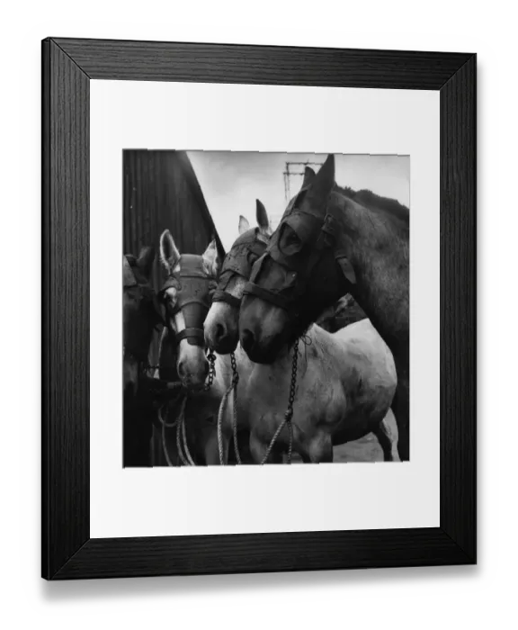 Framed Print : Pony Vacation