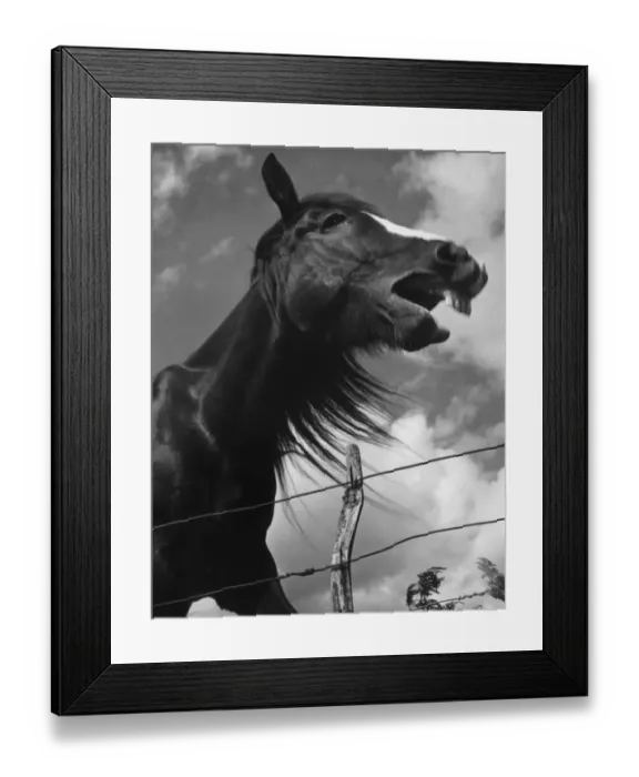 Framed Print : Nag Nag Nag