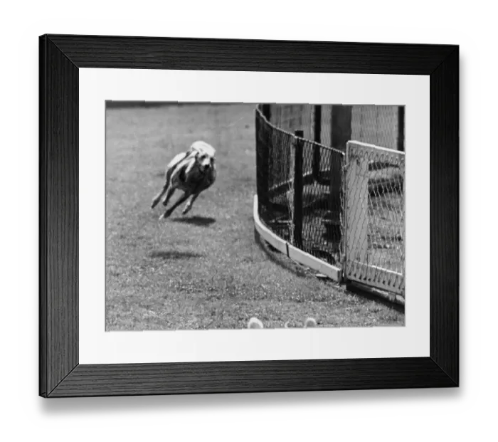 Framed Print : Final Race; Priceless Border Takes His Last Gallop Framed Print : Final Race; Priceless Border Takes His Last Gallop
