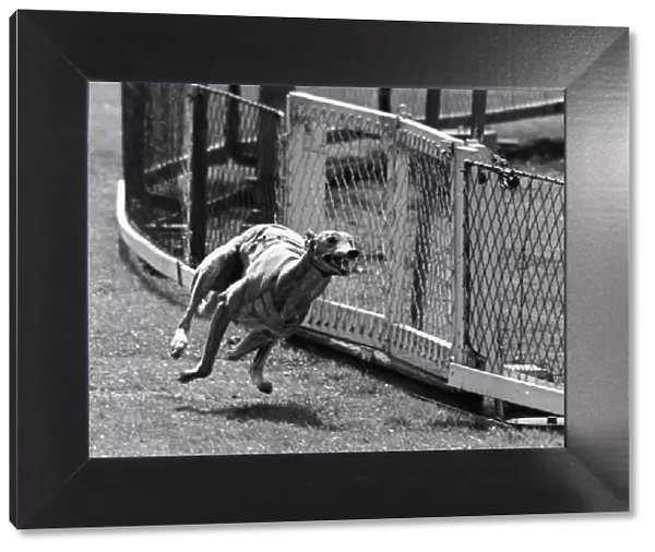 Greyhound Race; Priceless Border Takes His Last Gallop