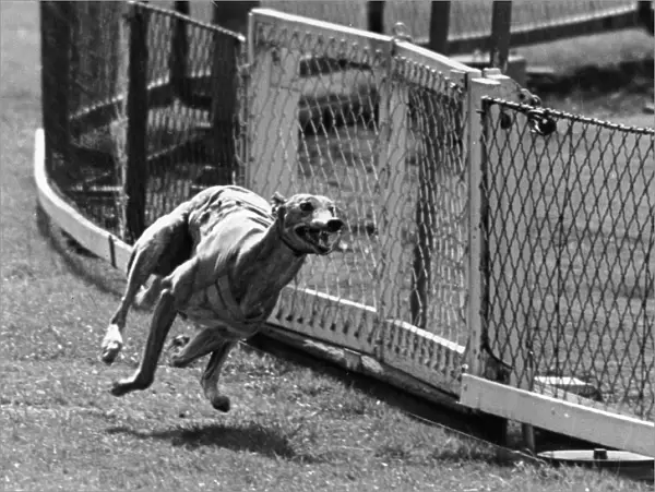 Greyhound Race; Priceless Border Takes His Last Gallop