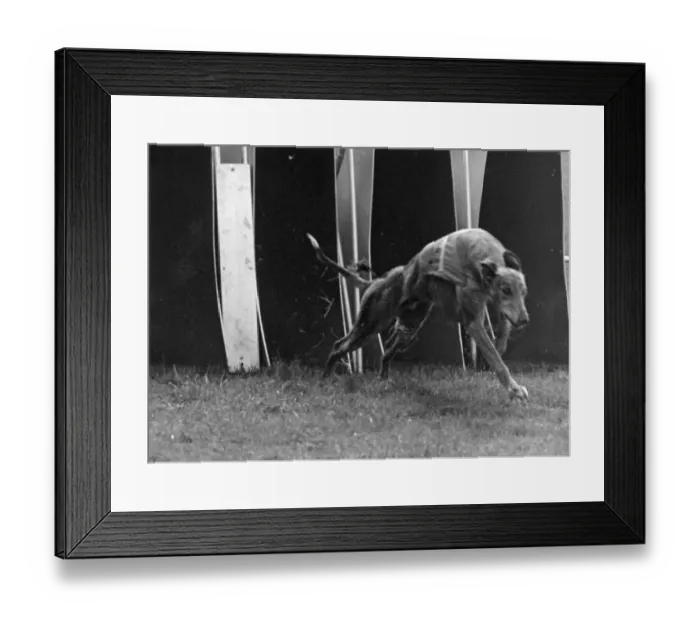 Framed Print : Prize Dog; Priceless Border Takes His Last Gallop