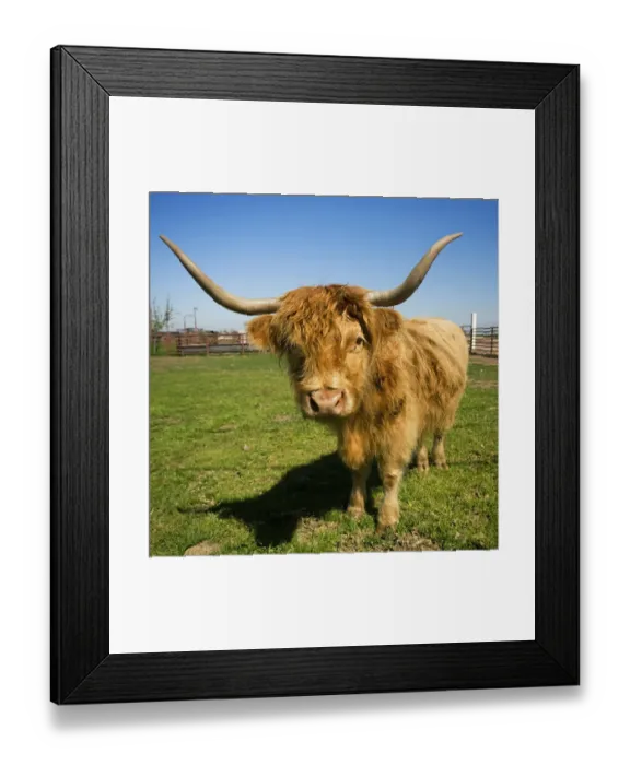 Framed Print : Livestock - Scottish Highland beef cow on a green pasture / near Escalon, California, USA Framed Print : Livestock - Scottish Highland beef cow on a green pasture / near Escalon, California, USA
