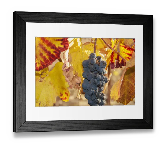 Framed Print : Ripe grapes with some late season defects and leaves in autumn colours Framed Print : Ripe grapes with some late season defects and leaves in autumn colours